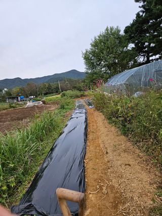 장문업 님의 마늘 · 영농일지 작성글 사진