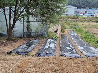 장문업 님의 마늘 · 영농일지 작성글 사진