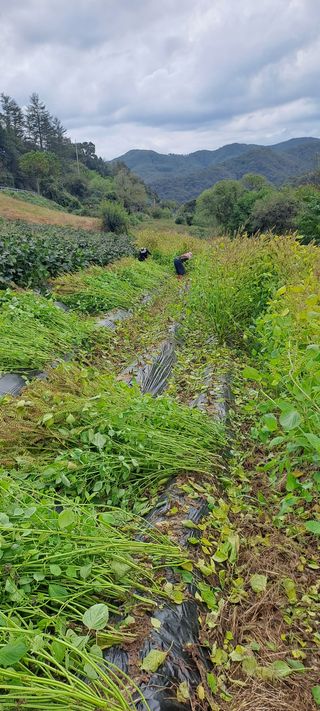 용호님의 들깨 · 영농일지 작성글 사진