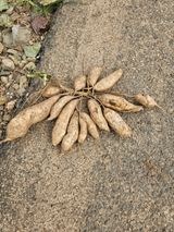 팜모닝 10월 농사 성적 자랑하기·참여글 게시글 이미지