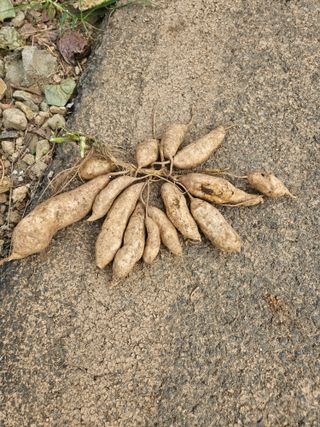 박기수님의 10월 농사 성적 자랑하기 · 참여글 작성글 사진