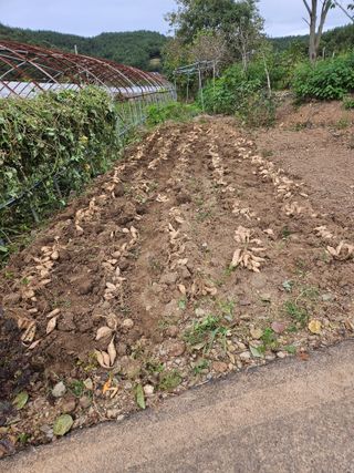 박기수님의 10월 농사 성적 자랑하기 · 참여글 작성글 사진