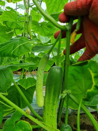 새빛뜰농부님의 오이 · 자유게시판 작성글 사진