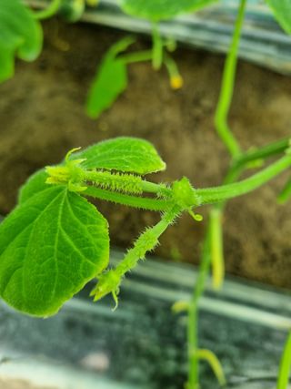 새빛뜰농부님의 오이 · 자유게시판 작성글 사진