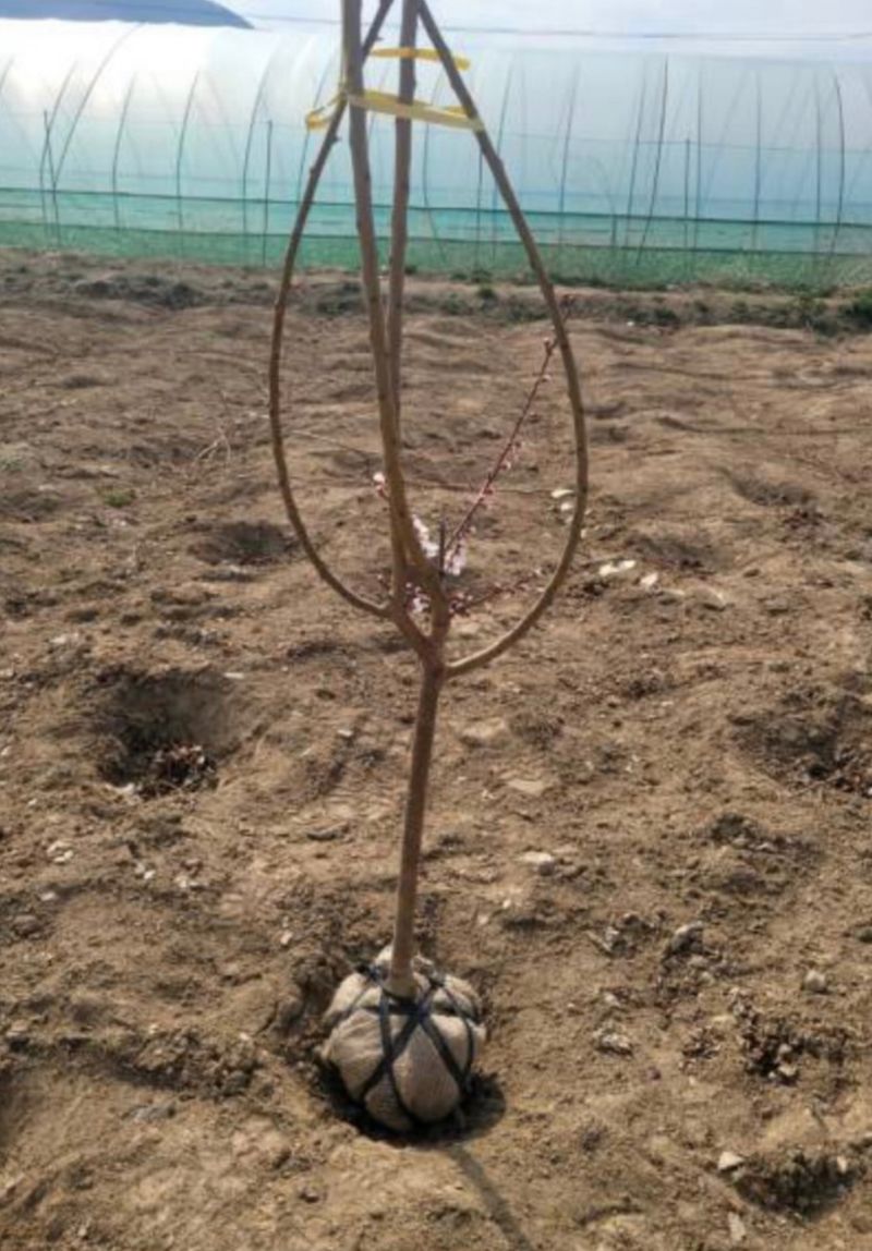 일심묘목농원님의 장터 판매 상품 [홍매실 3년생 결실주 분묘] 첨부 사진