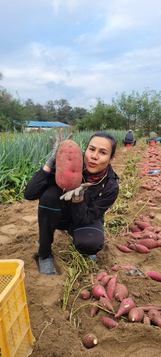 진용농사27년차님의 10월 농사 성적 자랑하기 · 참여글 작성글 사진
