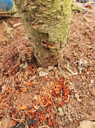 산이님의 사과 · 병해충상담 작성글 사진