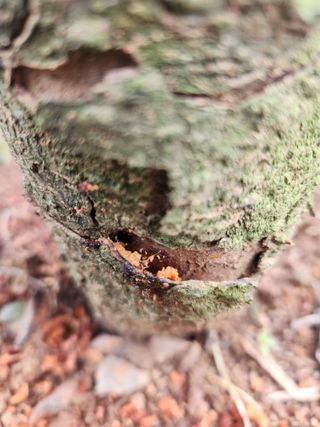 산이님의 사과 · 병해충상담 작성글 사진