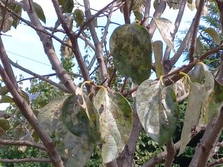 추녹이님의 감 · 병해충상담 작성글 사진