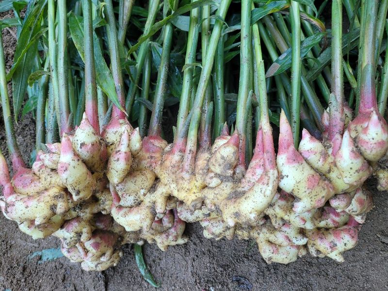 모두애님의 장터 판매 상품 [햇생강10kg] 첨부 사진