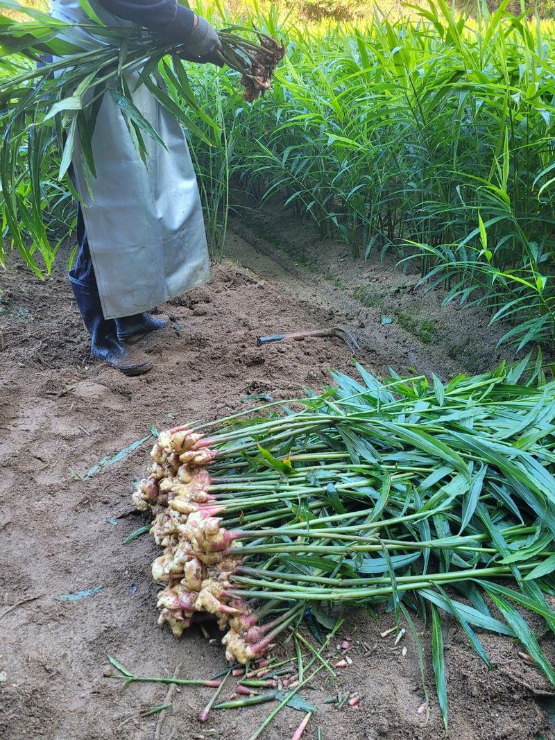모두애님의 장터 판매 상품 [햇생강10kg] 첨부 사진