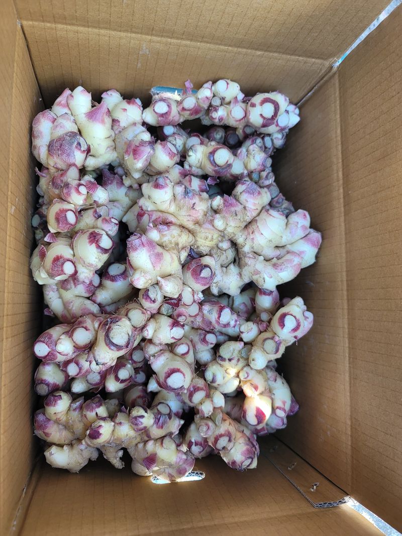 모두애님의 장터 판매 상품 [햇생강10kg] 첨부 사진