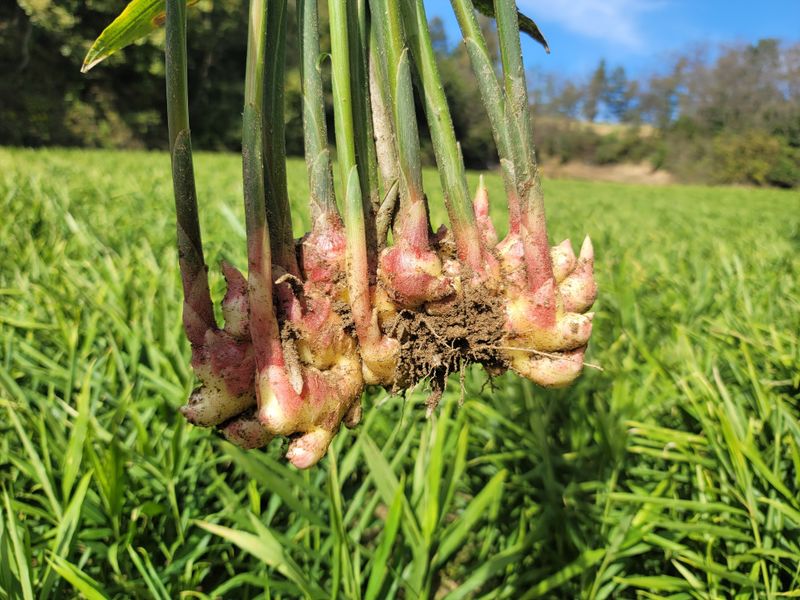 장터 상품 [햇생강10kg] 썸네일