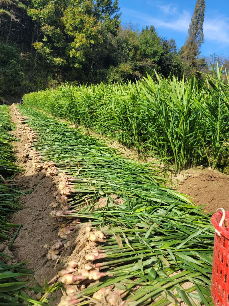 모두애님의 장터 판매 상품 [햇생강10kg] 첨부 사진