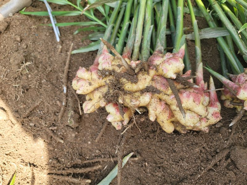 모두애님의 장터 판매 상품 [햇생강10kg] 첨부 사진