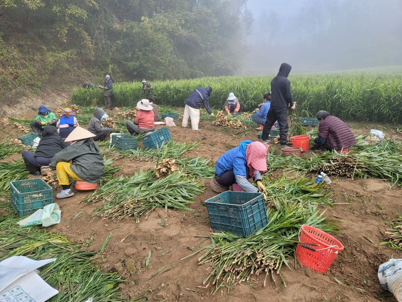 모두애님의 장터 판매 상품 [햇생강10kg] 첨부 사진