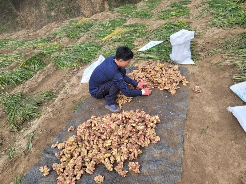 모두애님의 장터 판매 상품 [햇생강10kg] 첨부 사진