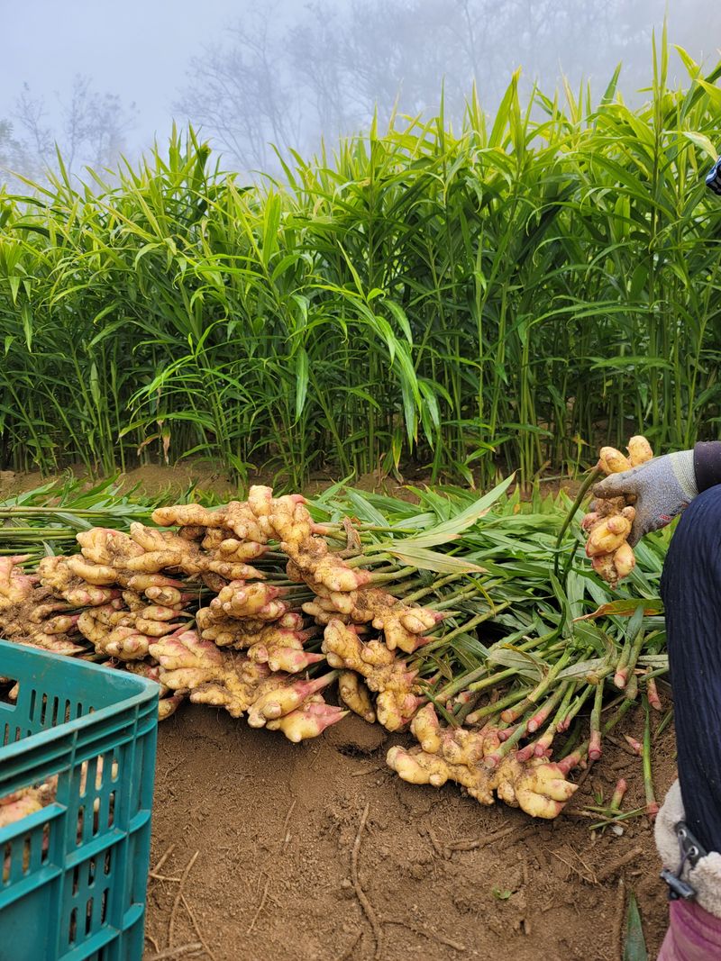 모두애님의 장터 판매 상품 [햇생강10kg] 첨부 사진