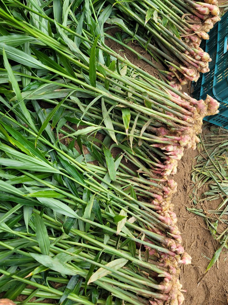 모두애님의 장터 판매 상품 [햇생강10kg] 첨부 사진