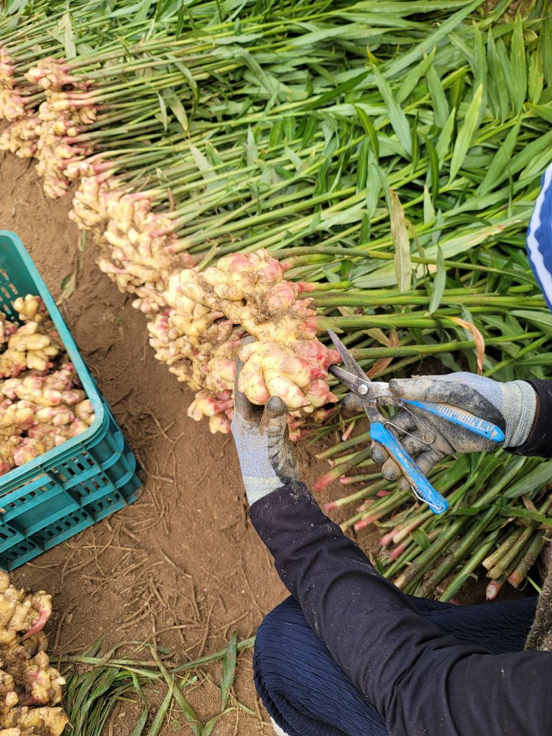 모두애님의 장터 판매 상품 [햇생강10kg] 첨부 사진