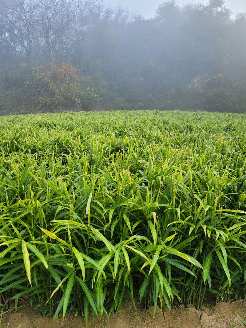 모두애님의 장터 판매 상품 [햇생강10kg] 첨부 사진