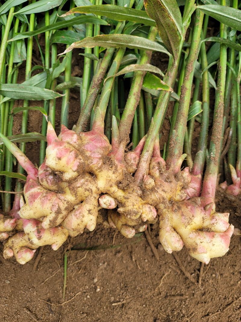 모두애님의 장터 판매 상품 [햇생강10kg] 첨부 사진