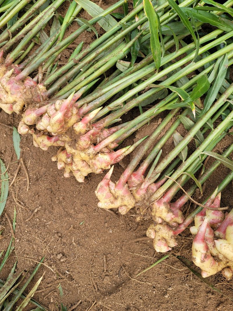 모두애님의 장터 판매 상품 [햇생강10kg] 첨부 사진