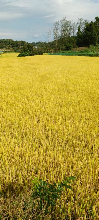 산양 위만(엄문섭)님의 벼 · 자유게시판 작성글 사진