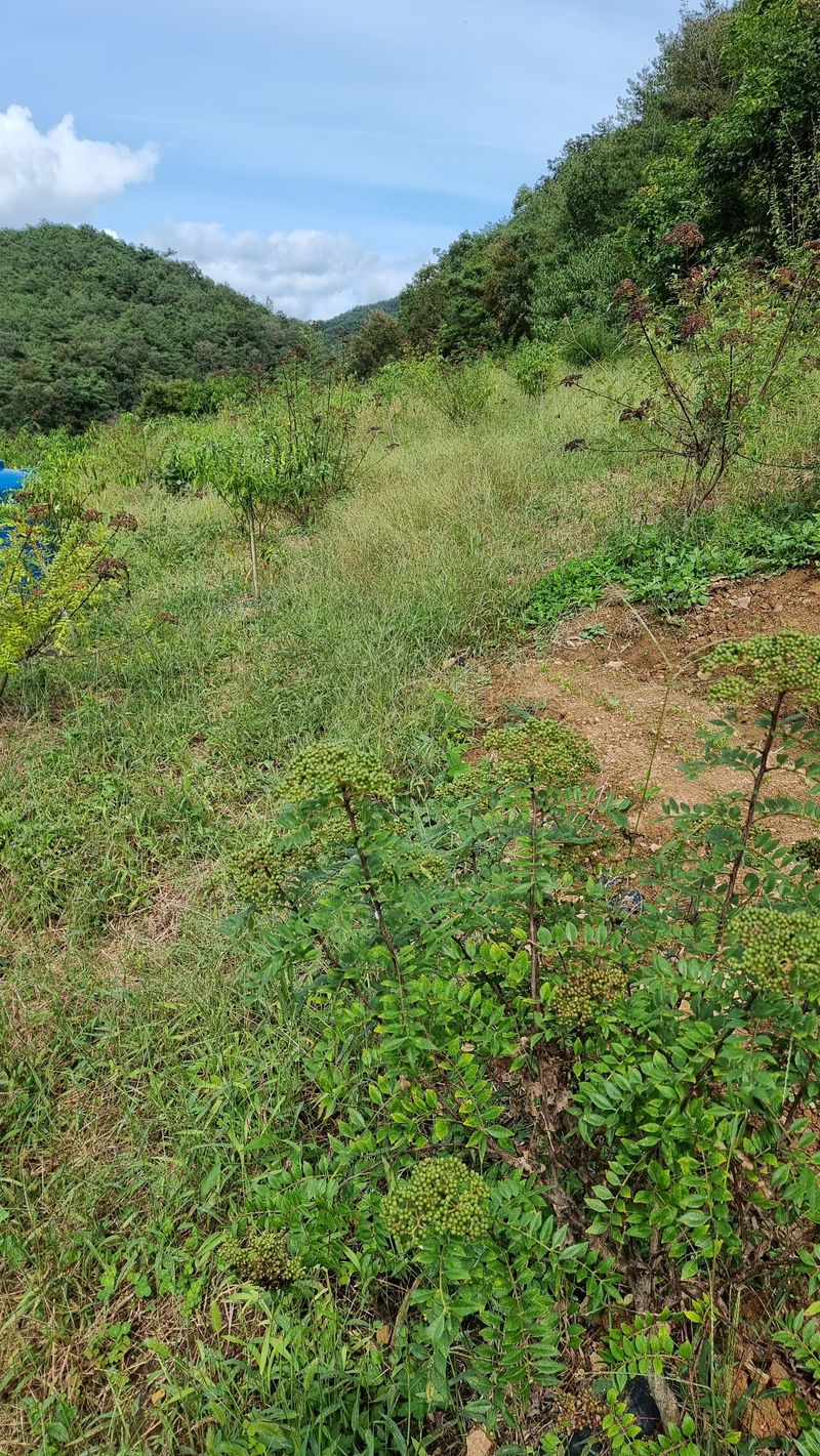 양지리님의 장터 판매 상품 [산초 가루 50그람  이만오천원] 첨부 사진