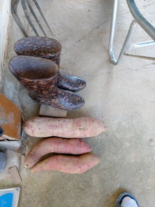 미카엘농장님의 10월 농사 성적 자랑하기 · 참여글 작성글 사진