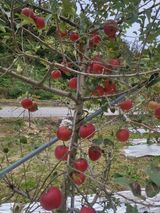 팜모닝 옥수수·영농일지 게시글 이미지