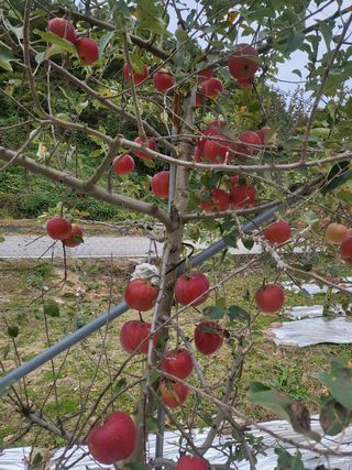 바람소리님의 옥수수 · 영농일지 작성글 사진
