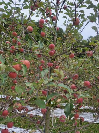 바람소리님의 옥수수 · 영농일지 작성글 사진