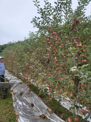 바람소리님의 옥수수 · 영농일지 작성글 사진