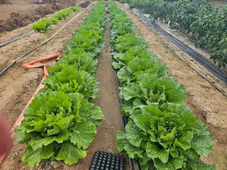 박명흠 님의 10월 농사 성적 자랑하기 · 참여글 작성글 사진