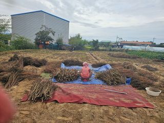 박명흠 님의 10월 농사 성적 자랑하기 · 참여글 작성글 사진