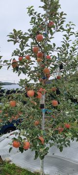 팜모닝 사과·일상 게시글 이미지