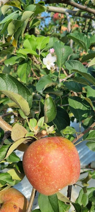 화성시정남면신리님의 사과 · 일상 작성글 사진