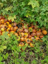 팜모닝 감·영농일지 게시글 이미지