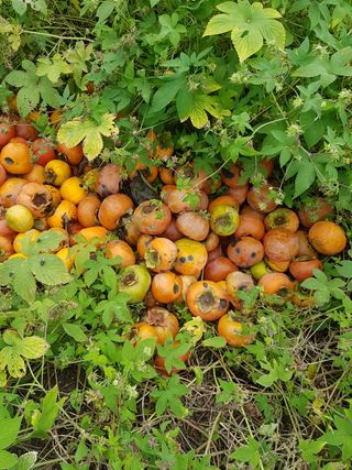 문성농장15146님의 감 · 영농일지 작성글 사진