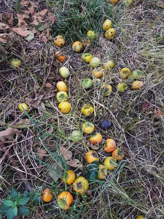 문성농장15146님의 감 · 영농일지 작성글 사진