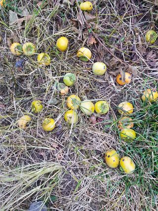 문성농장15146님의 감 · 영농일지 작성글 사진