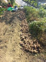 팜모닝 10월 농사 성적 자랑하기·참여글 게시글 이미지