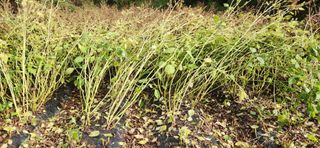 이인구님의 들깨 · 자유게시판 작성글 사진