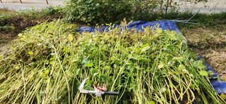 이인구님의 들깨 · 자유게시판 작성글 사진