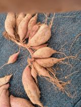 팜모닝 10월 농사 성적 자랑하기·참여글 게시글 이미지