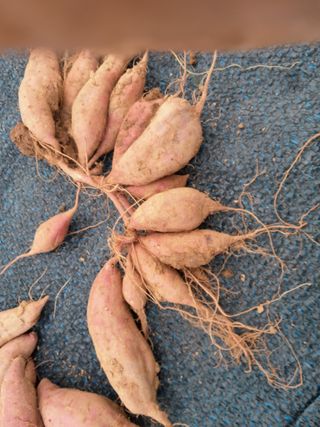 김영례님의 10월 농사 성적 자랑하기·참여글 작성글 사진