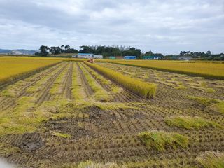 정종필님의 벼 · 영농일지 작성글 사진