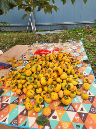 정정숙님의 10월 농사 성적 자랑하기 · 참여글 작성글 사진