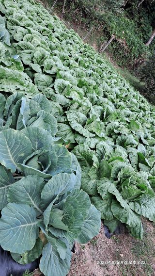 SVAHA5657님의 자유주제 · 자유게시판 작성글 사진